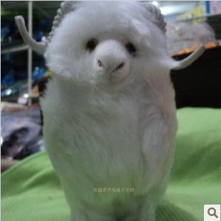蒙古 小羊 红色 心爱