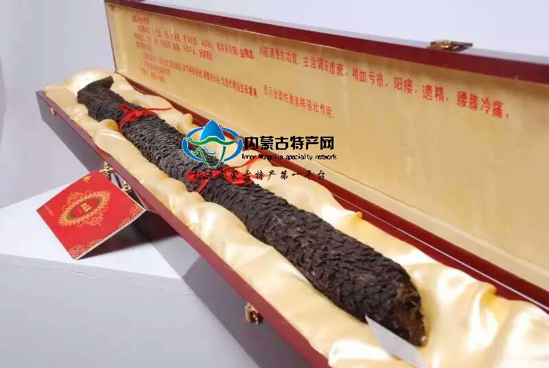 17c吃瓜网
阿拉善野生细弱秋肉苁蓉可切片油苁蓉补肾中药材
